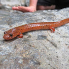 Northern Spring Salamander