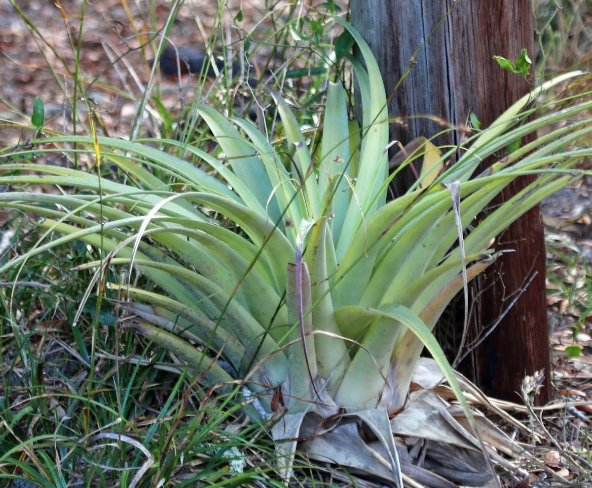 Giant Airplant