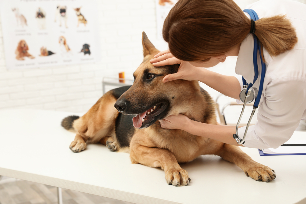 diabetes symptoms in dogs weight gain