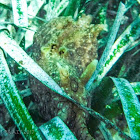 spotted sea hare