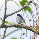 Bicolored Flowerpecker