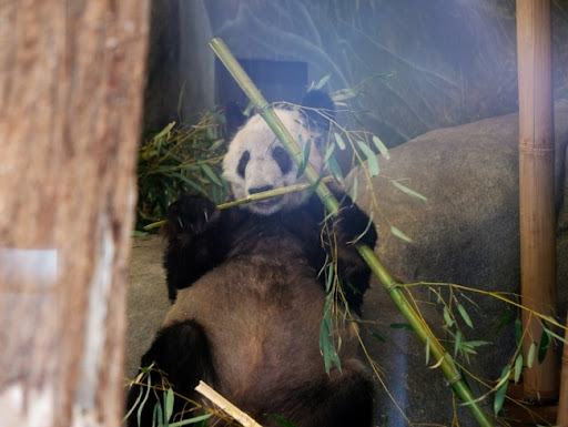 Džinovska panda Ja Ja vraća se iz SAD u Kinu posle dve decenije