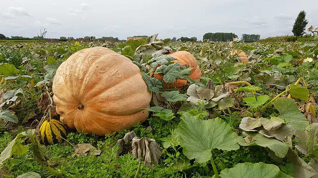 ways to protect an overwatered pumpkin plant 