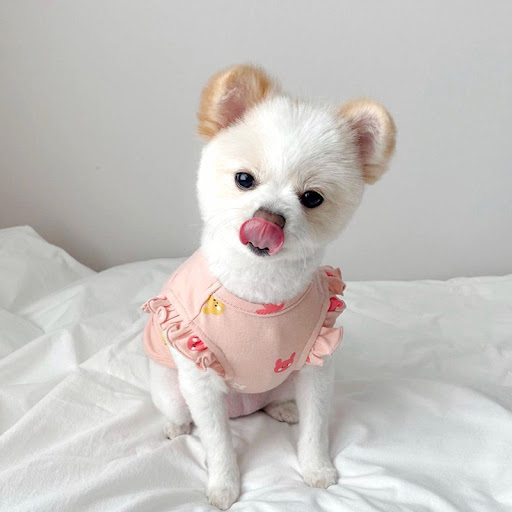Title 4, Spring Thin Cat Flying Sleeve Vest Dog Two Feet...