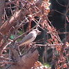 Red-breasted flycatcher