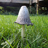 Shaggy Ink Cap