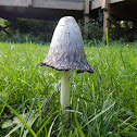 Shaggy Ink Cap