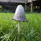 Shaggy Ink Cap