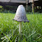 Shaggy Ink Cap