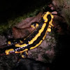 fire salamander