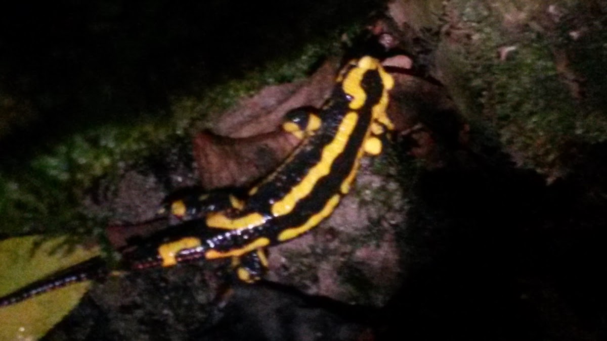 fire salamander