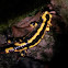 fire salamander