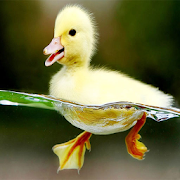 Duck Theme  Icon