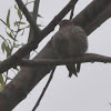 Pine Siskin