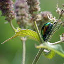 Dead-Nettle Leaf Beetle