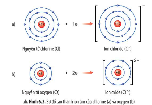 Câu hỏi trang 39 SGK TN&XH 7 CTST tập 1