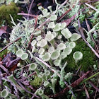 Pixie cup lichen