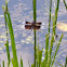 Widow Skimmer dragonfly