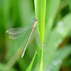 damsefly