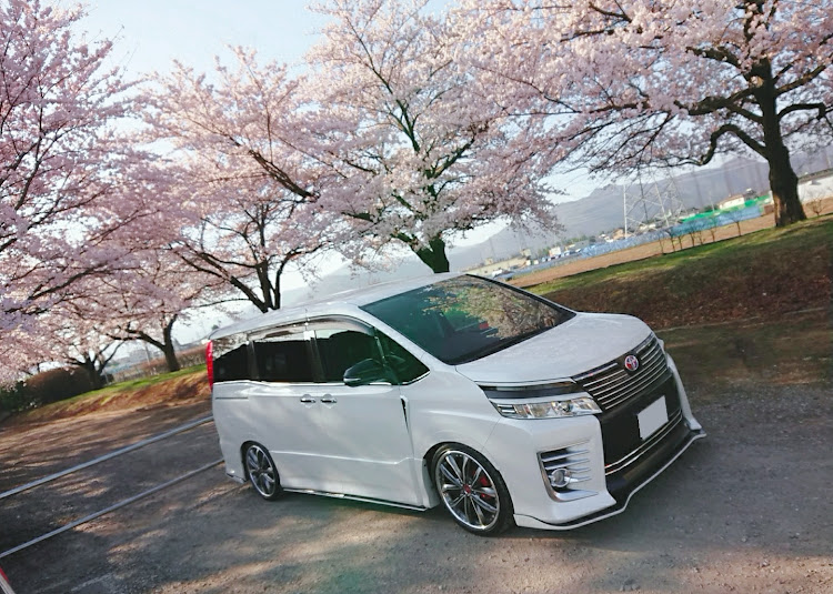 ヴォクシーの桜とコラボ🌸・桜×愛車・春の交通安全週間に関するカスタム事例の投稿画像1枚目
