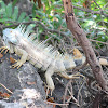 Green Iguana