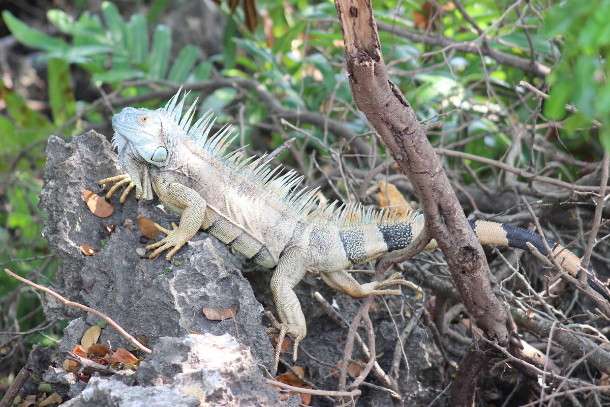 Green Iguana