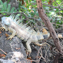 Green Iguana