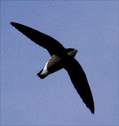 White throated needletail