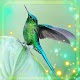 Download Colibri Exotic Live Wallpaper For PC Windows and Mac 1.0