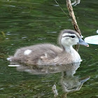 Wood Duckling