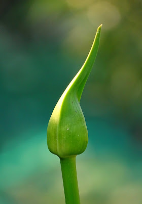 Bocciolo di Agapanthus di dan