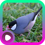 Cover Image of Download Suara Burung Gelatik 2.0 APK