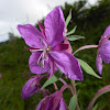 Dwarf Fireweed