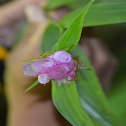 Orquídea