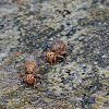 Globular Springtails