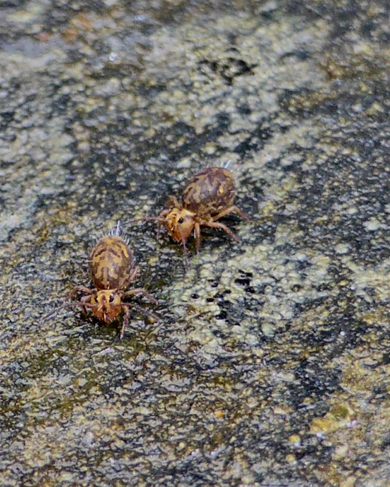 Globular Springtails