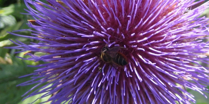 Fiore di carciofo di frenky