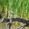 Green Heron