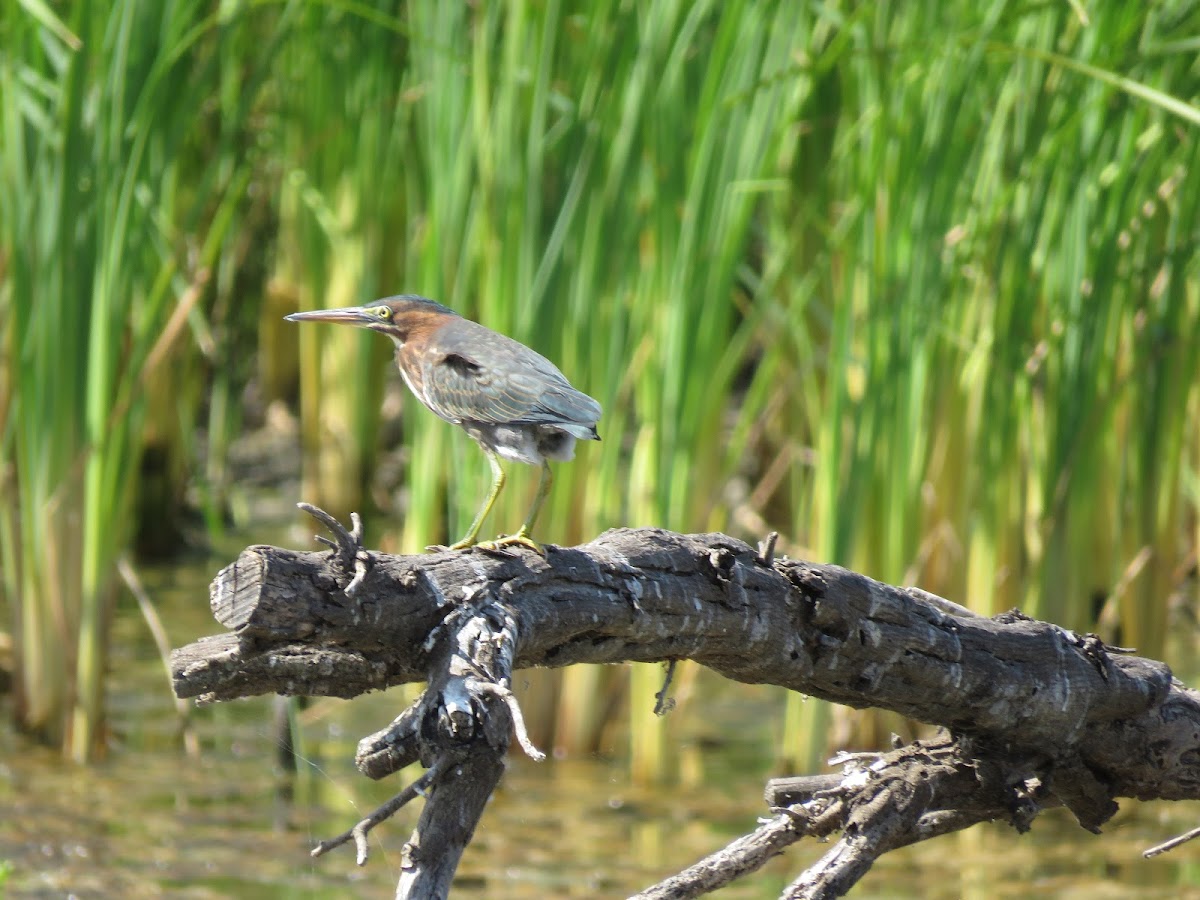 Green Heron