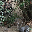 Eastern Gray Squirrel