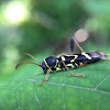 Wasp Beetle