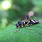 Wasp Beetle