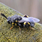 Chalcidid Wasp