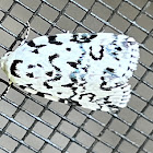 Hebrew Moth