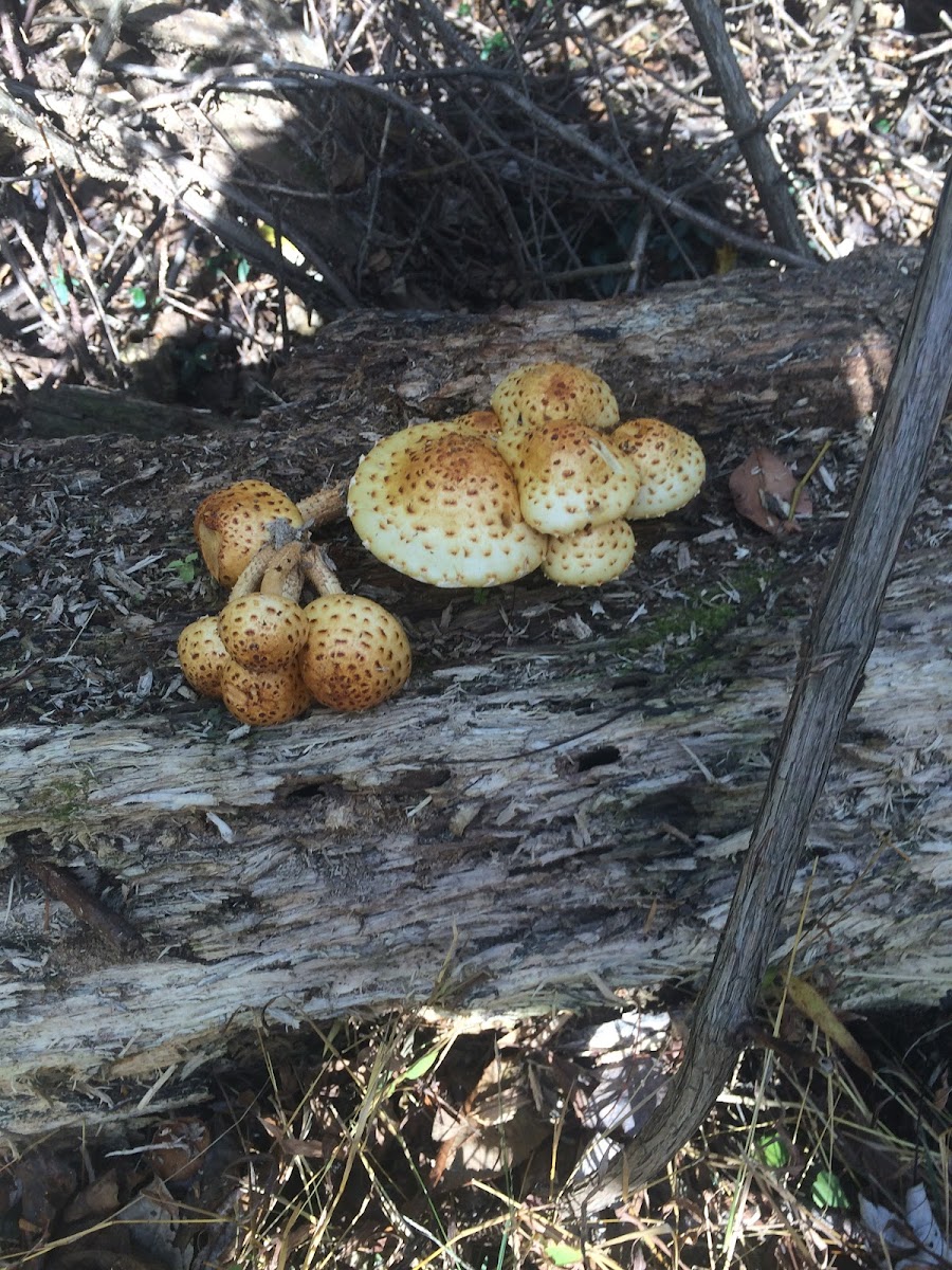 Sharp-scaly Pholiota