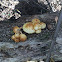 Sharp-scaly Pholiota