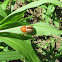 False Potato Beetle