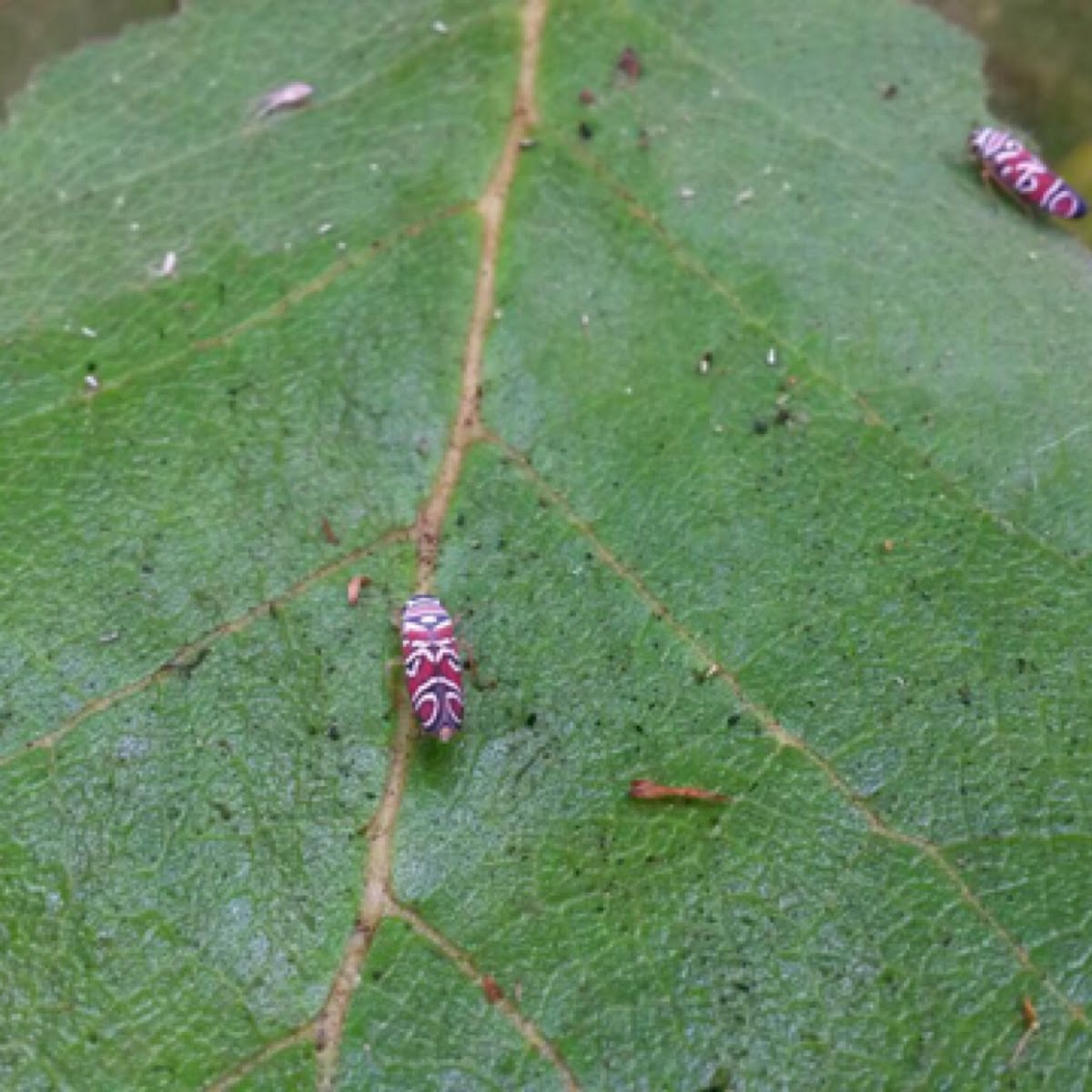 Sharpshooter leafhoppers