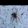 Noble False Widow