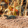 Common Collared Lizard